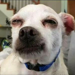 Meet your Posher, Roland